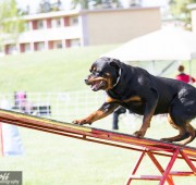 Rottweiler Takoda takes the teeter in Agility Competition - photo credit Bev Holoboff