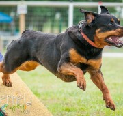 Rottweiler Athena Jumps