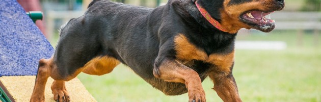 Rottweiler Athena Jumps