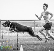 Rottweiler, Athena takes a jump at the RCC 2014 Agility Trial