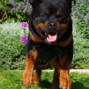 Rottweiler, Eli