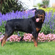 Rottweiler, Eli, posing with flowers