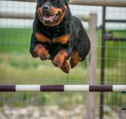 Rottweiler, Takoda, takes a jump at an agility trial