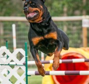 Rottweiler, Takoda, takes a jump at an agility trial