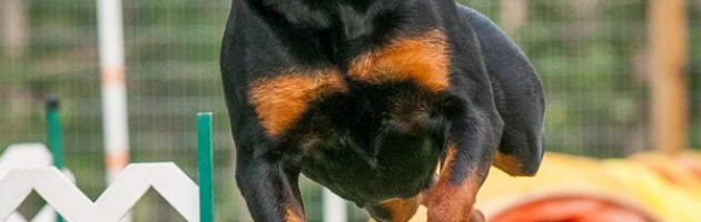 Rottweiler, Takoda, takes a jump at an agility trial