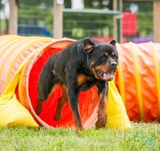 Rottweiler, Takoda races out of the tunnel in agilty
