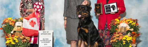 Rottweiler - Takoda BOSS Mile High Rottweiler Specialty 2014