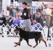 Rottweiler Veteran: Sam