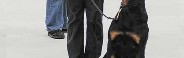 rottweiler takoda in heel position