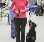 Rottweiler Takoda's jouney to her Am. CD