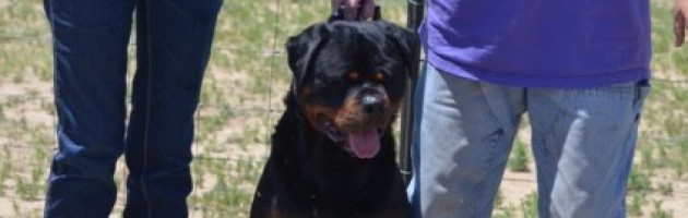 Gibbs earns First Place Herding in AKC Started A Course