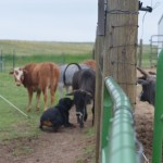 Gibbs working a herd of cows to First place in the AKC Started A Course