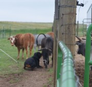 Gibbs working a herd of cows to First place in the AKC Started A Course