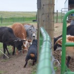 Gibbs working a herd of cows to First place in the AKC Started A Course