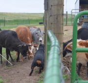 Gibbs working a herd of cows to First place in the AKC Started A Course
