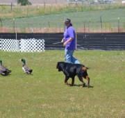 Gibbs working a flock of ducks to First place in the AKC Started A Course