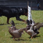 Gibbs working a flock of ducks to First place in the AKC Started A Course