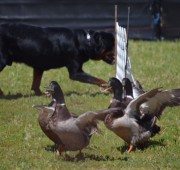 Gibbs working a flock of ducks to First place in the AKC Started A Course