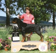 Gibbs Rottweiler Earns AKC CH