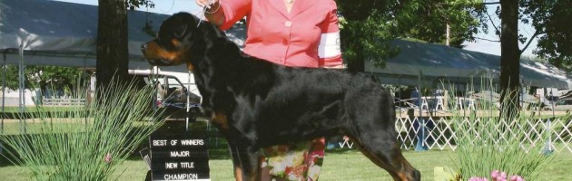 Gibbs Rottweiler Earns AKC CH