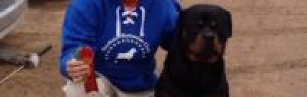 rottweiler, maplemor rottweilers, Gibbs, BVKC, AKC