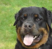 Rottweiler Fuzz Ball