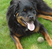 Rottweiler Fuzz Ball