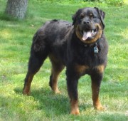 Rottweiler Fuzz Ball