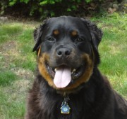 Rottweiler Fuzz Ball