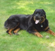 Rottweiler Fuzz Ball