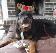 Rottweiler Fuzz Ball