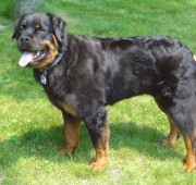 Rottweiler Fuzz Ball
