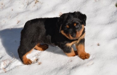 Rottweiler Puppy Hoss