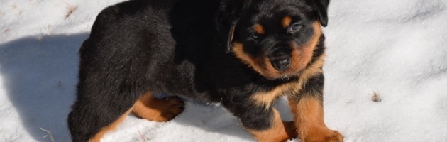 Rottweiler Puppy Hoss