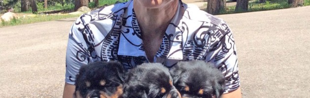 Maplemor Rottweilers 