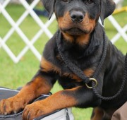 Male Rottweiler Puppy Bond
