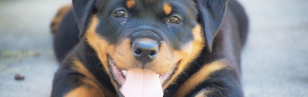 Rottweiler Puppy Fiona