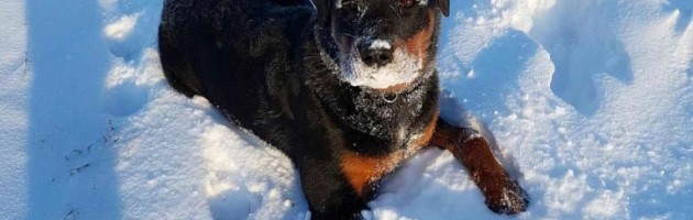Rottweiler female Franki