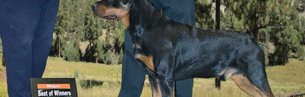 Rottweiler, Hoss earns his TDI