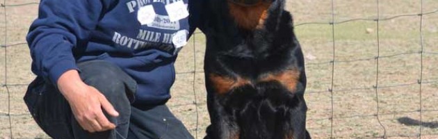 Rottweiler Gibbs earns a HIT in herding ducks