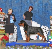 Bond wins 12 - 18 males at the ARC National Specialty