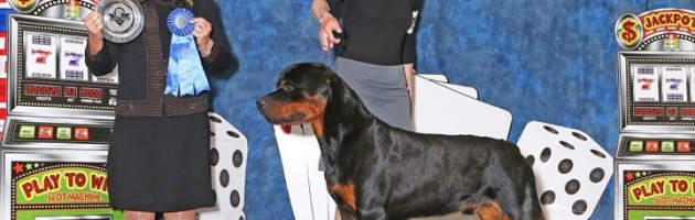 Bond wins 12 - 18 males at the ARC National Specialty