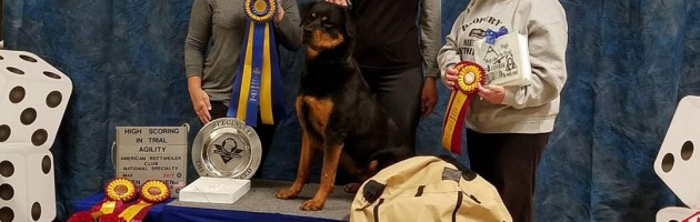 Athena takes a HIT in Agility at the ARC 2017 Nationals