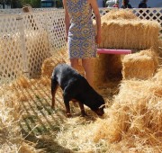 franki-at-ARC-Barn Hunt Test