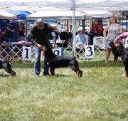 Takoda in the brood bitch with sons Hoss and Bond